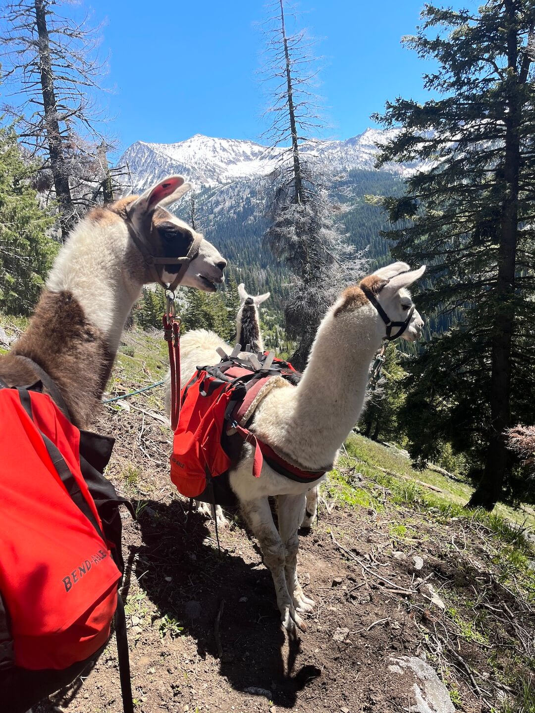 Llama Pannier