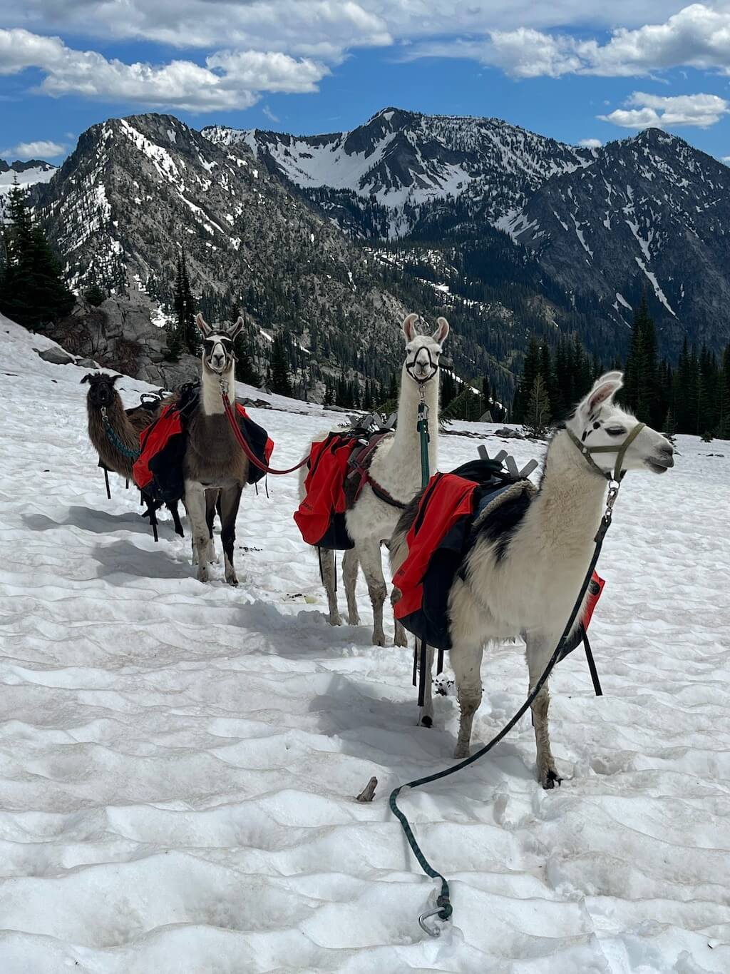 Llama Pannier