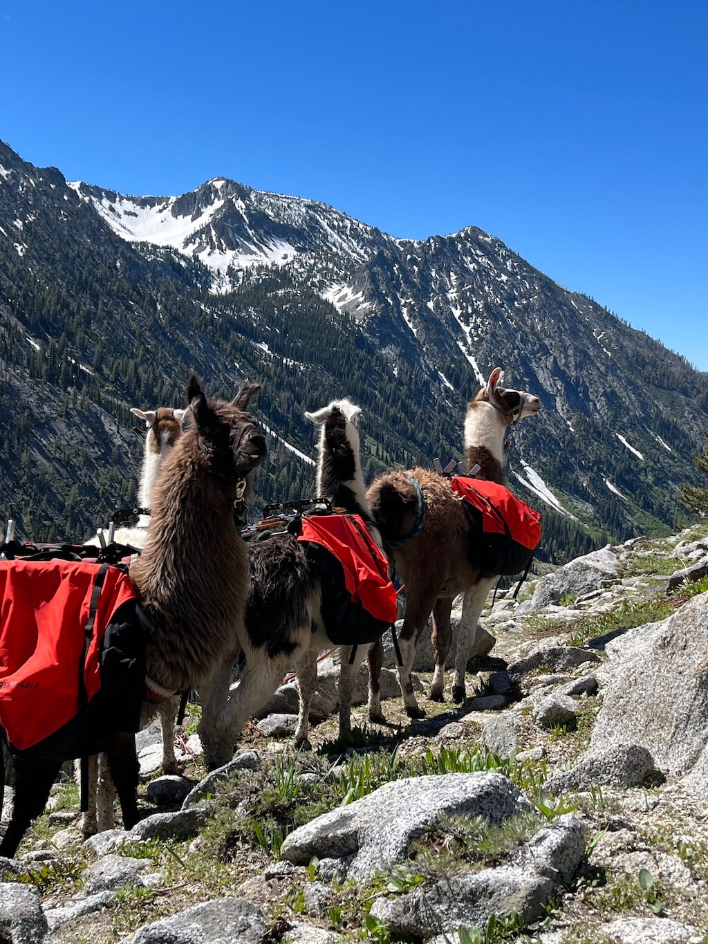 Llama Pannier